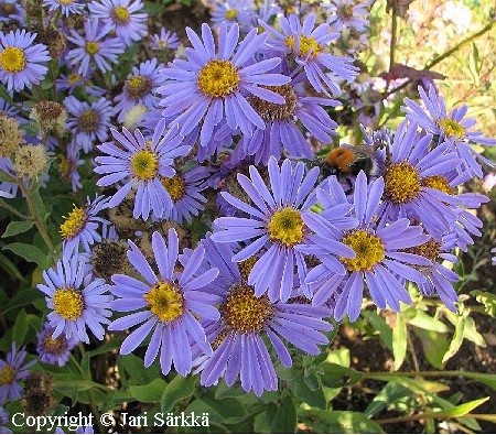 Aster amellus